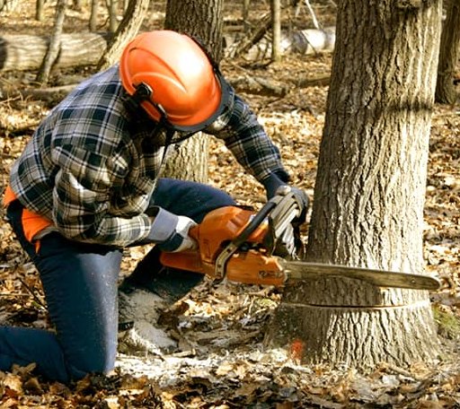 Tree Removal in Victoria, MN